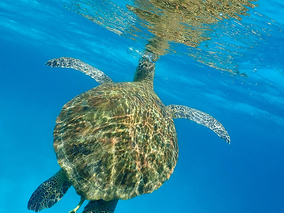 感動！こんな間近でカメに会えるかも♪