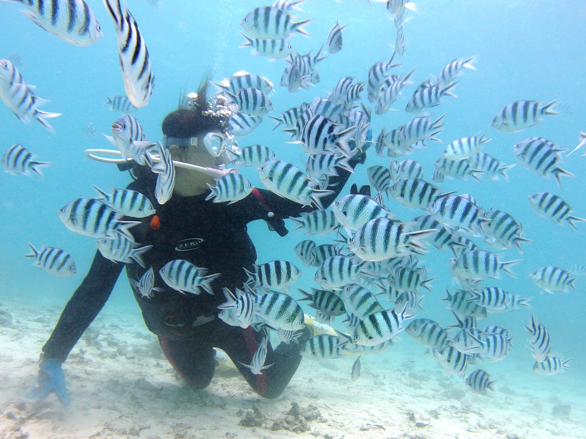 カラフルな熱帯魚に囲まれる！