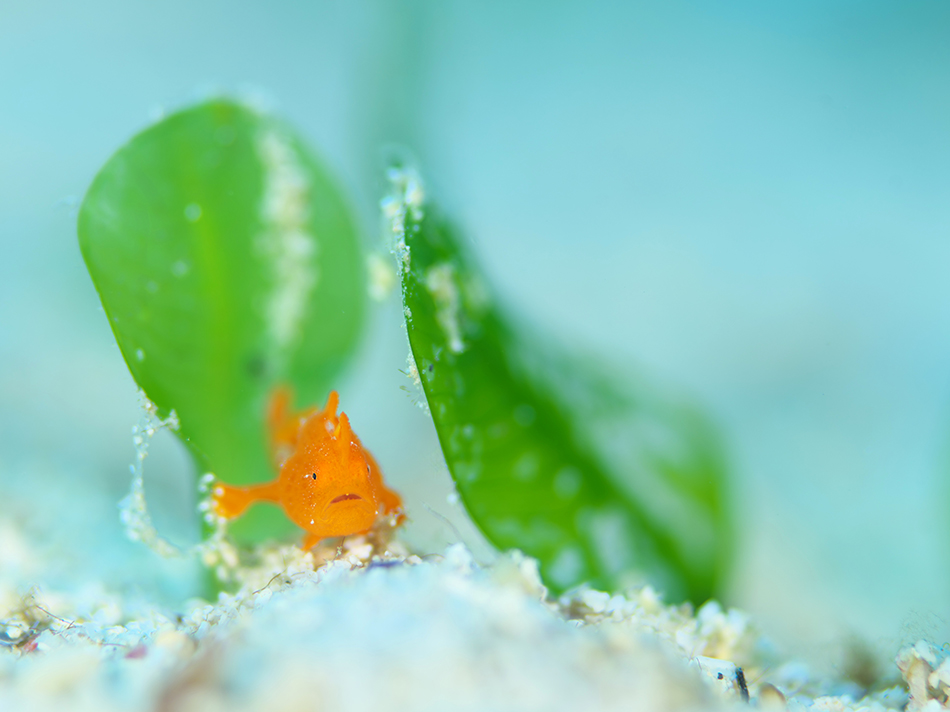 色彩溢れる可愛いマクロ生物もたくさん♪