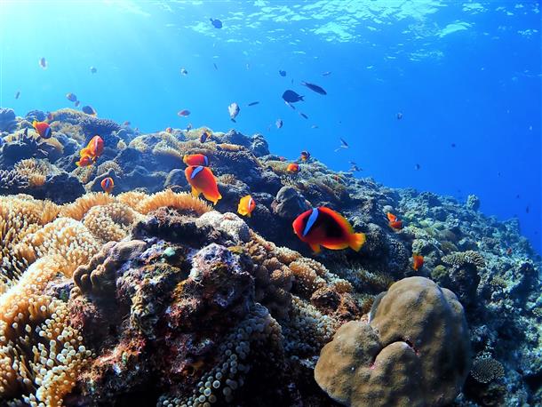 サンゴ熱帯魚ポイント