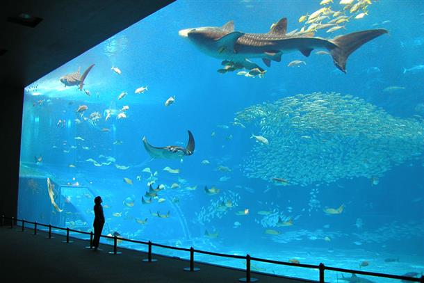 美ら海水族館