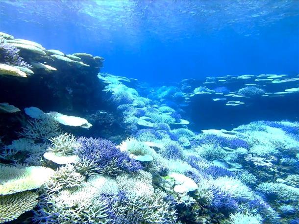 圧巻のサンゴ礁の海へ！