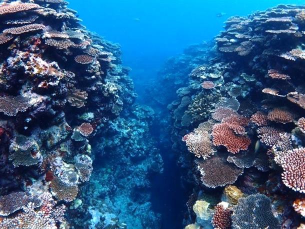 石垣島の海中世界を冒険しよう！
