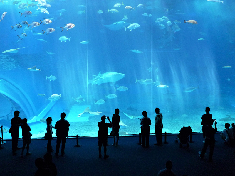 美ら海水族館ではクルマに積んでおこう！