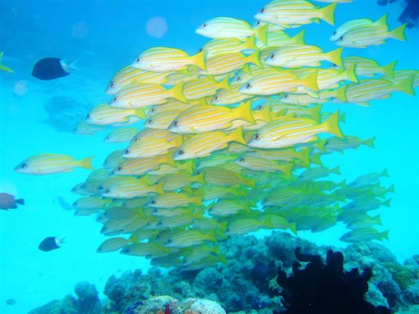 カラフルな魚達とのんびり