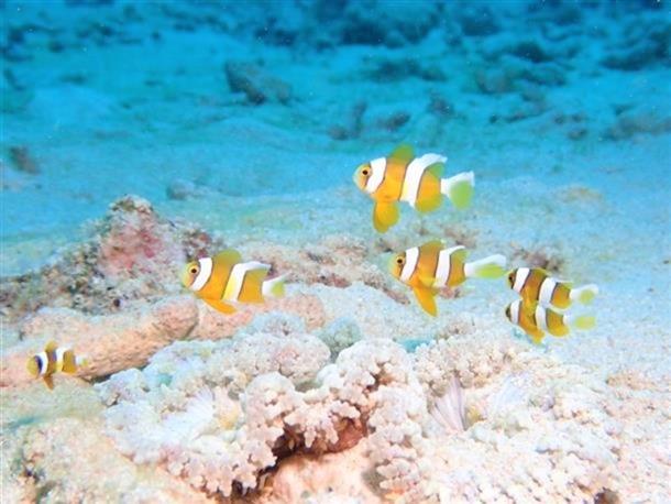 ファンダイビング