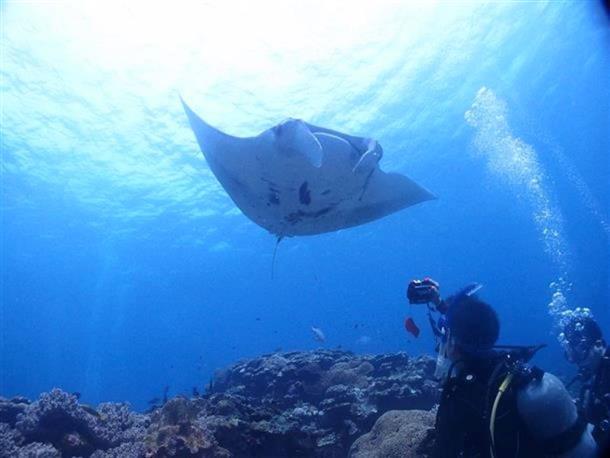 ファンダイビング