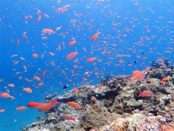 ファンダイビング