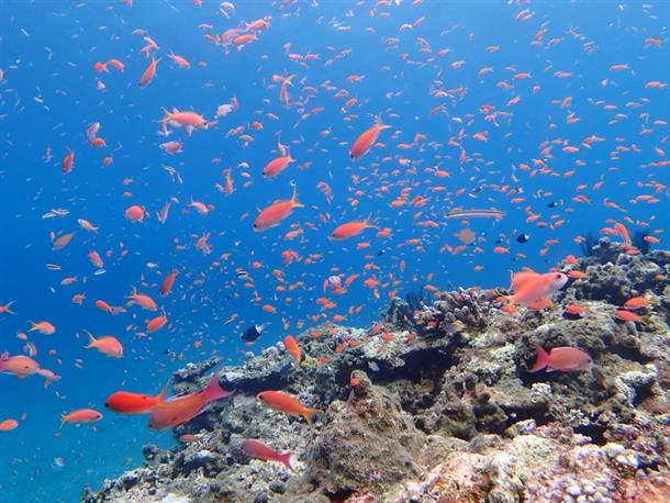 ファンダイビング