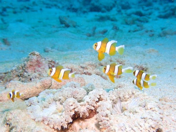 ファンダイビング