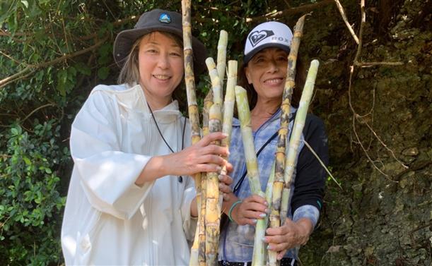 サトウキビ収穫体験付き