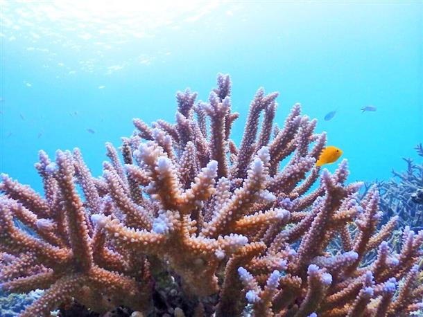 石西礁湖エリアの綺麗なサンゴがお出迎え