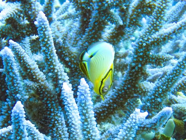 間近でお魚を観察