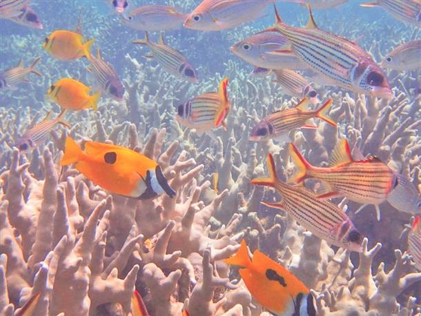 カラフルなお魚に出会いに行こう！