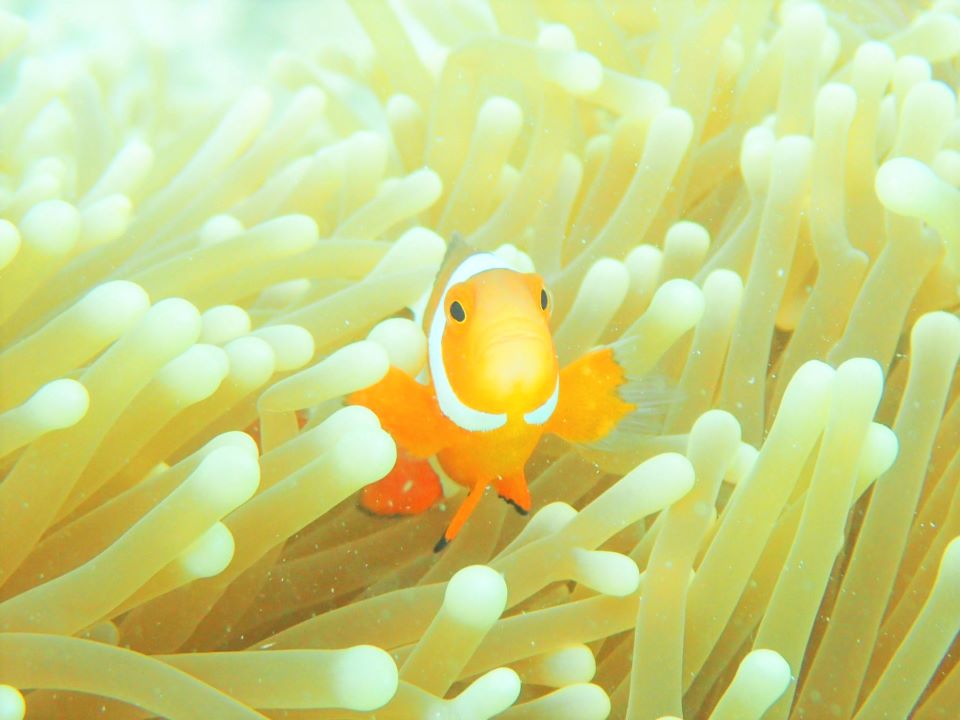 ニモちゃんにも会えるかも！