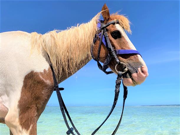 ビーチホーストレッキング