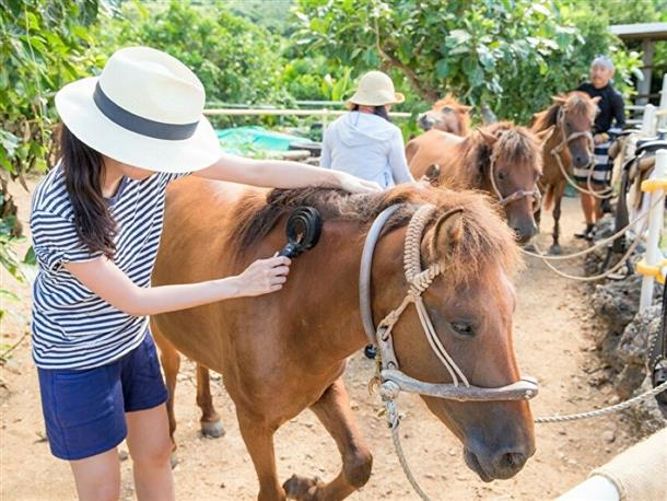 ツアー後はきちんとブラッシングでお礼！