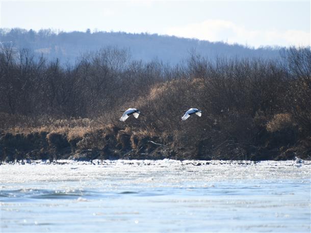 運が良ければタンチョウにも出会える