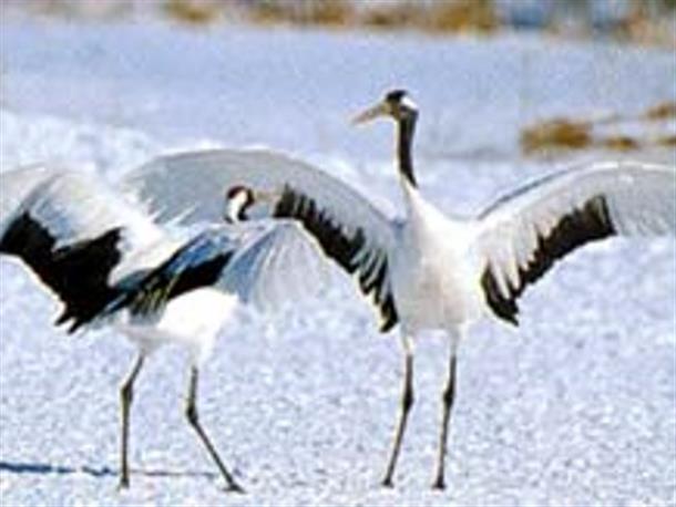 タンチョウ(給餌場から湿原へ、巣作り)