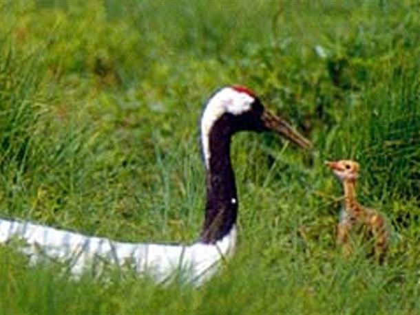 タンチョウ(孵化)