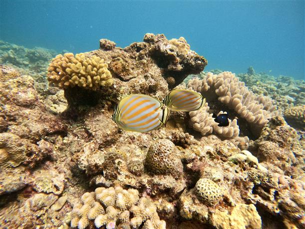 美しいサンゴが広がり魚もたくさん！