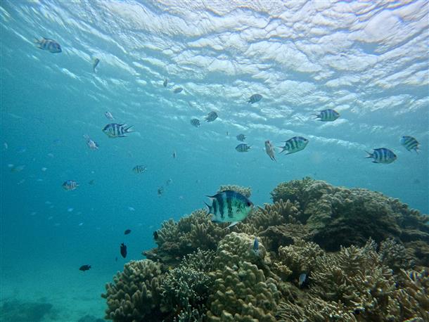 カラフルな魚たちに大感動！
