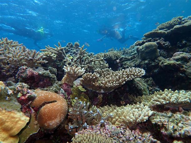 夏場は海況が良ければシュノーケリングも♪