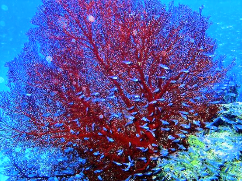 パナリ周辺だけの赤いサンゴ！