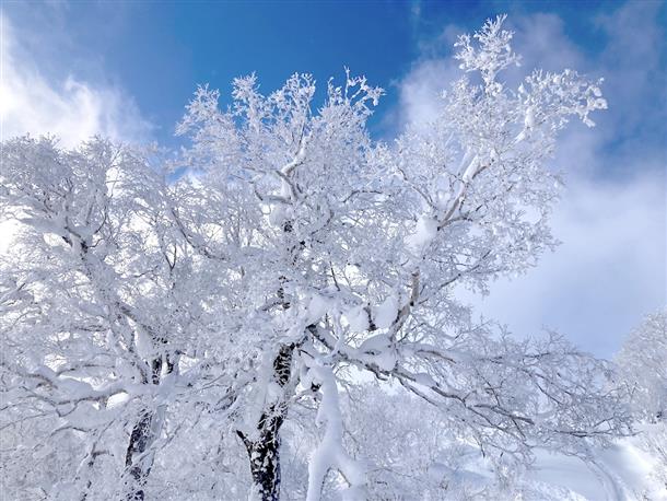 美しい雪化粧