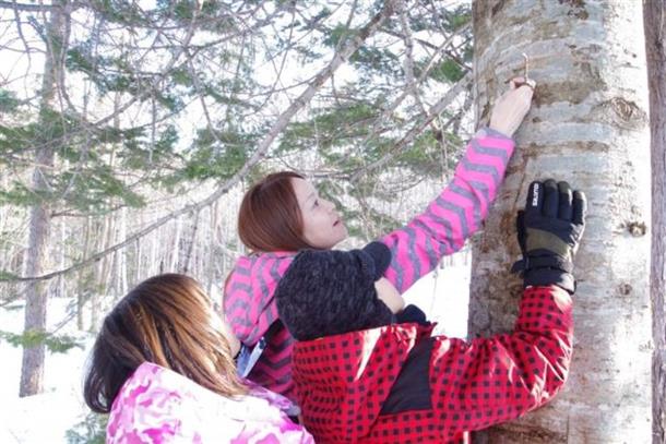 木々に刻まれた動物たち足跡をたどる