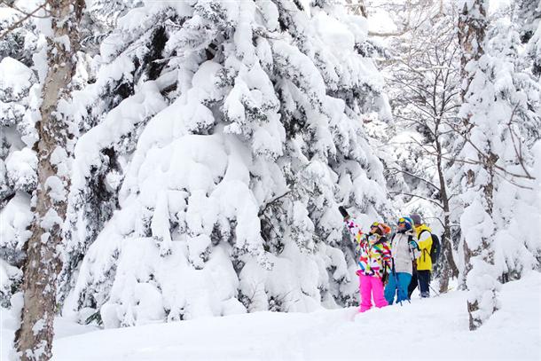 巨木が残る原生の森『大雪山国立公園』