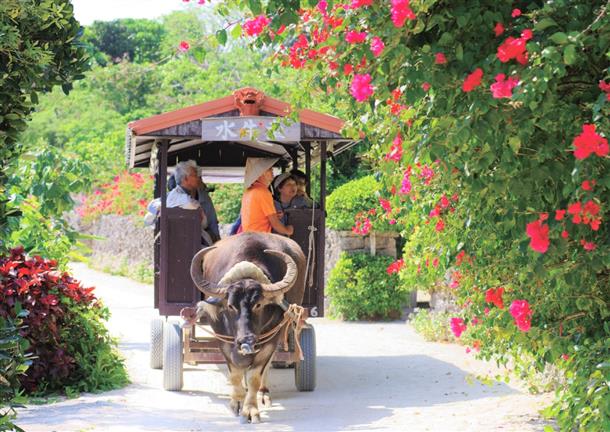 水牛車観光でのんびり島時間