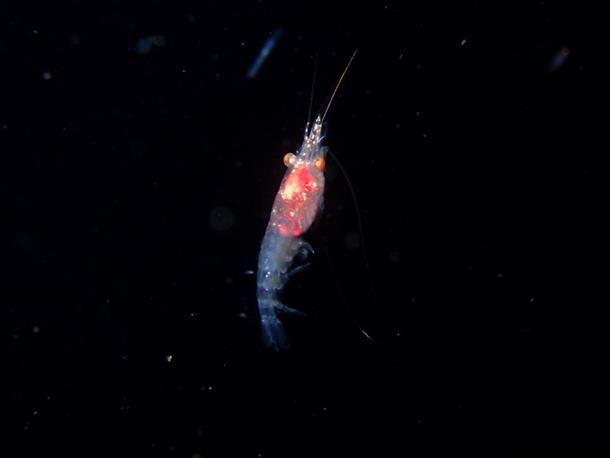 甲殻類は夜はとても元気