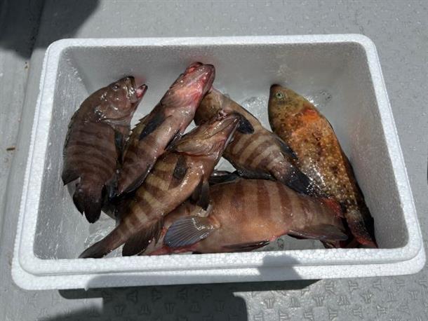 たくさん釣れるかも！？