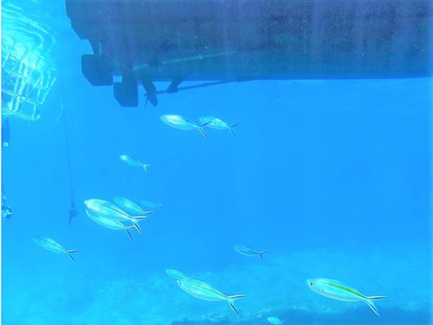 久米島のダイナミックな外洋を楽しめます