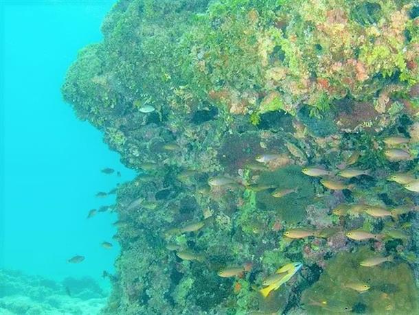 透明度の高い海で♪