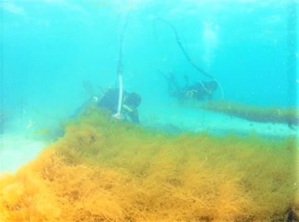 現地の漁師さんたちの作業が見れます。