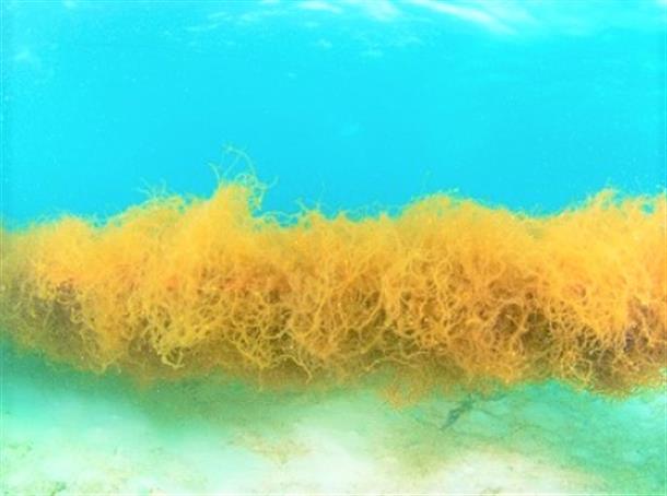 もずく畑シュノーケリング