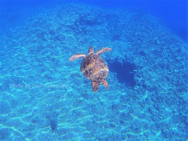 運が良ければウミガメにもあえるかも