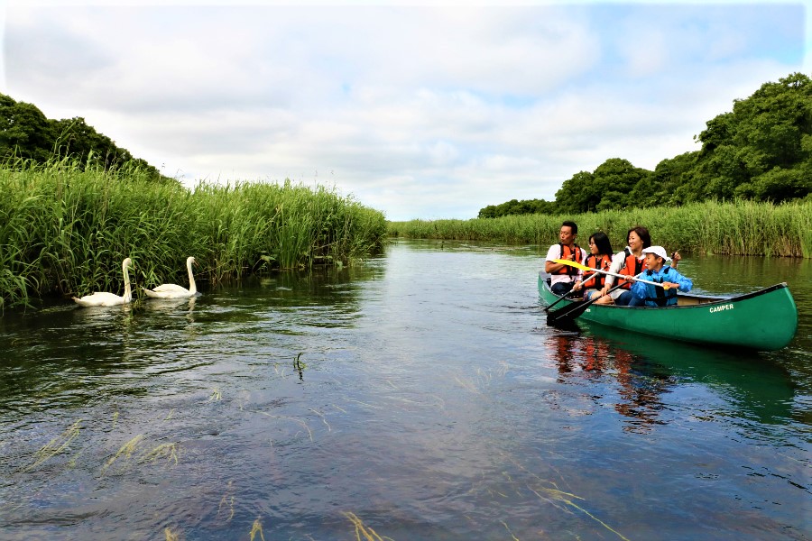 ハクチョウや魚に出会うことも♪