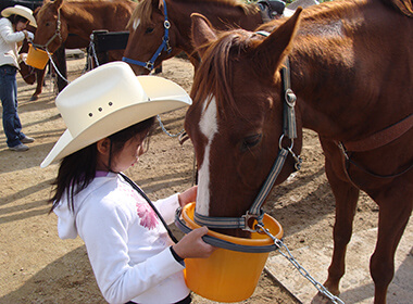 馬と触れ合う様子