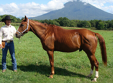 クォーターホース