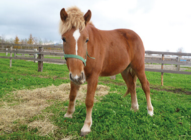 道産子(どさんこ)