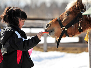 馬へのエサやり