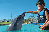 イルカ体験