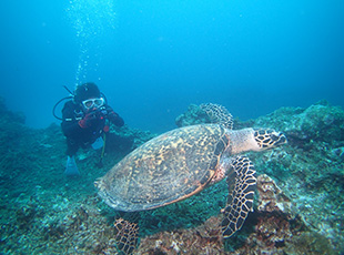 ファンダイビングは自由に写真撮影も行える