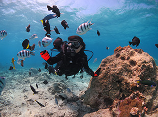 ファンダイビングで自由に海中散策