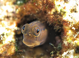 ファンダイビングだと珍しい生き物を見つけることも…？