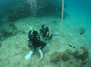 ダイビングライセンス取得の様子