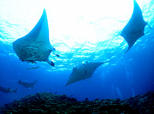 マンタスクランブル